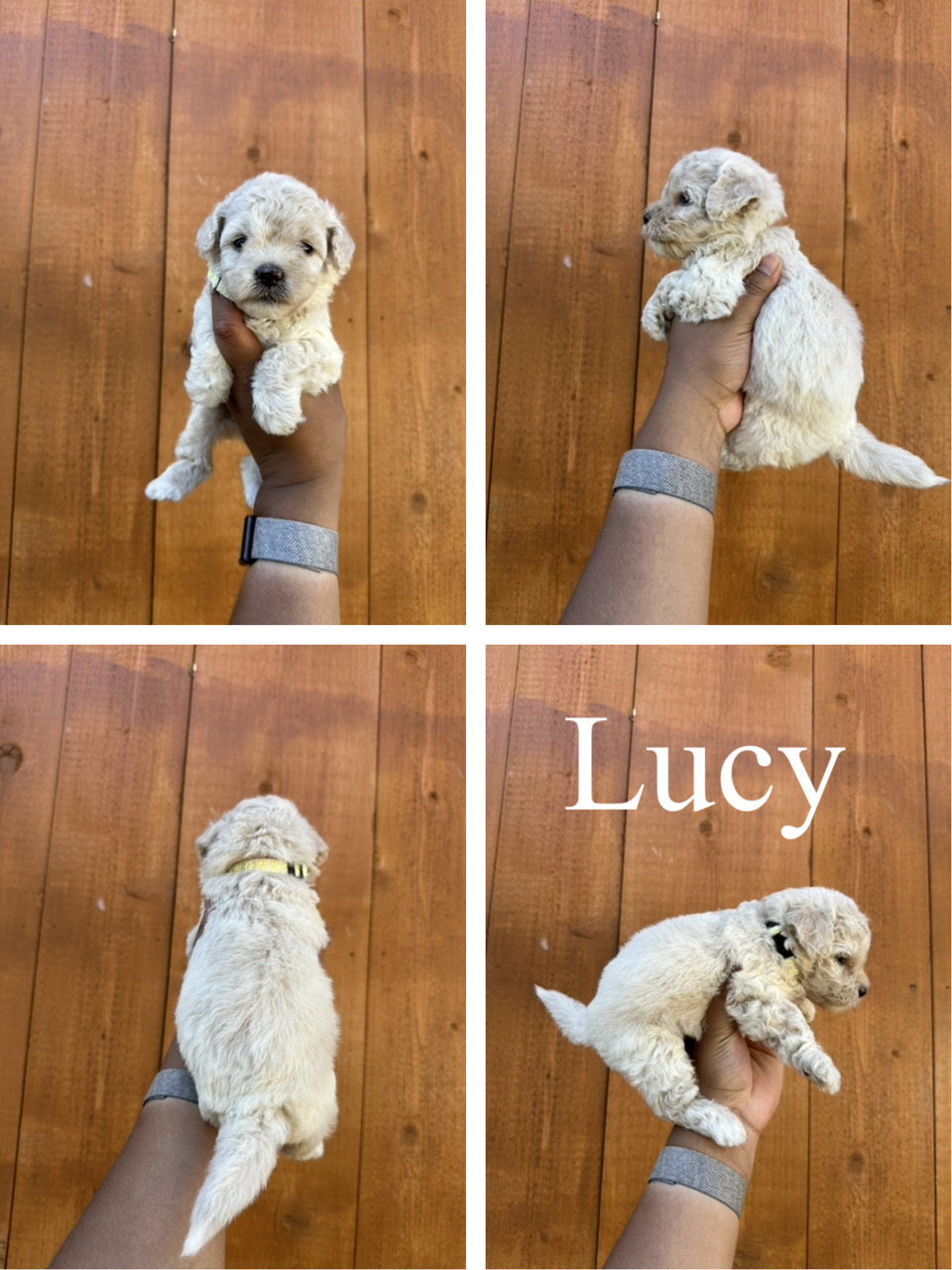 Lucy (yellow collar) 1