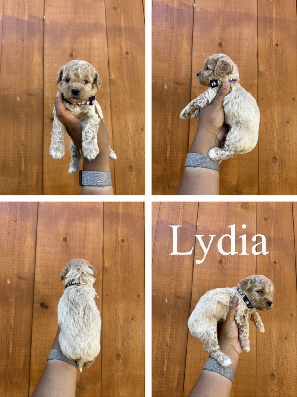 Lydia (Dark purple collar) 1