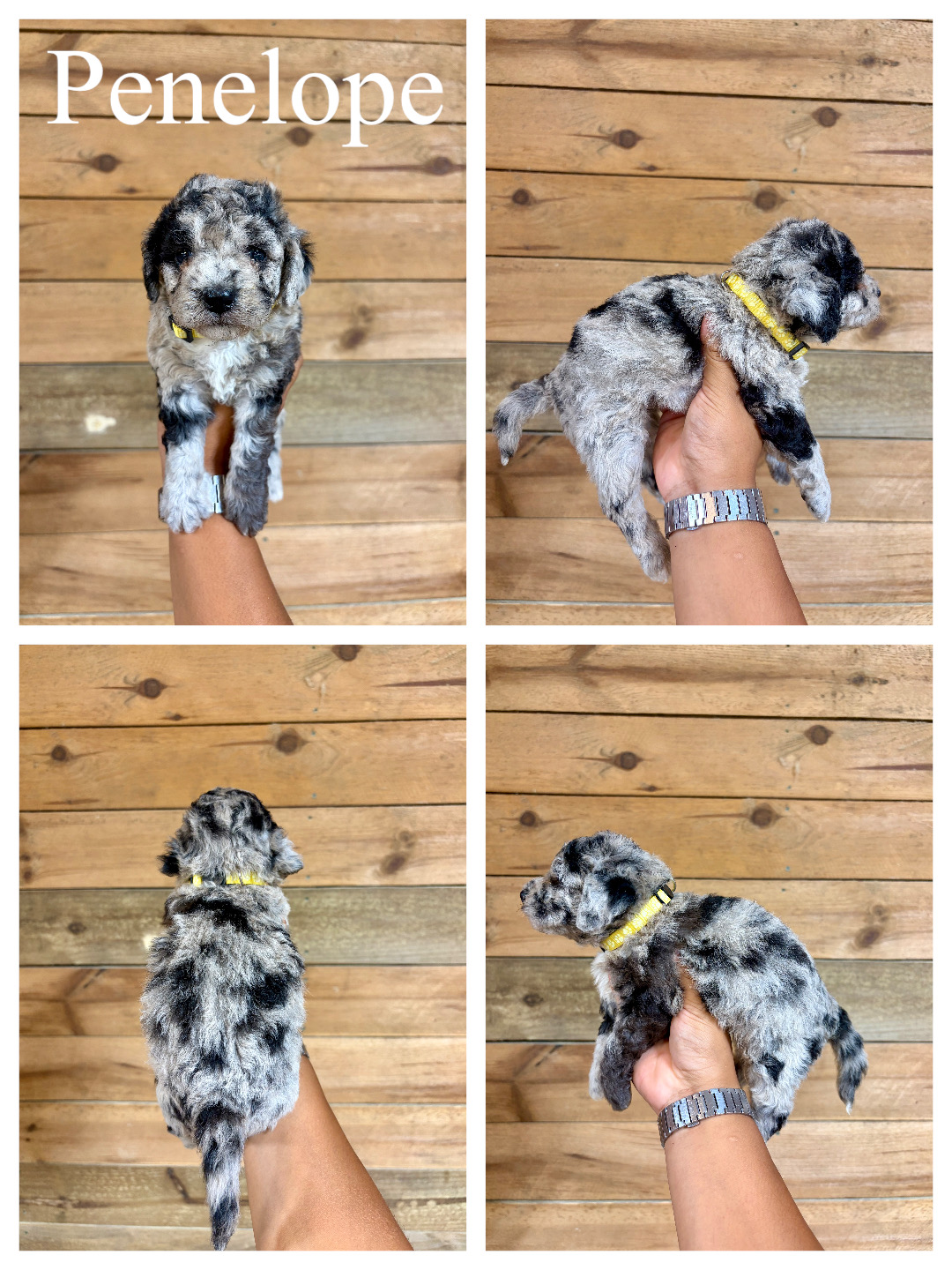 Micro Mini F1bb Goldendoodles (Poppi)