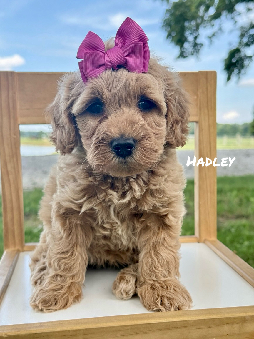 Mini Goldendoodles