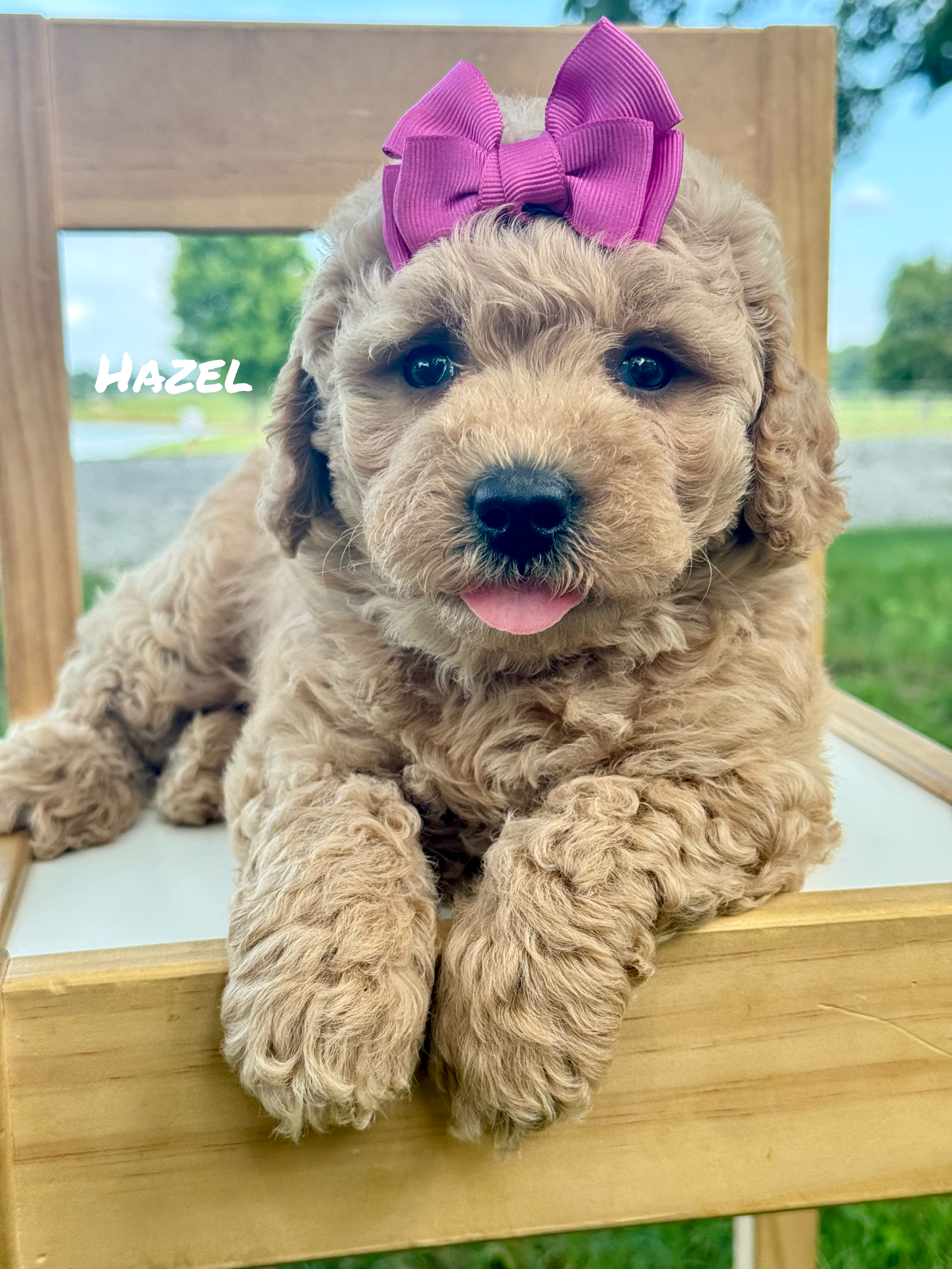 Mini Goldendoodles