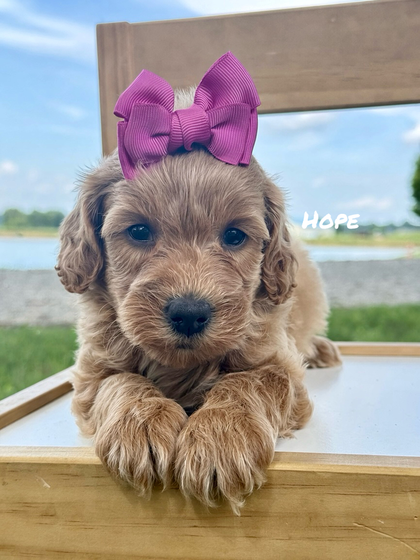 Mini Goldendoodles