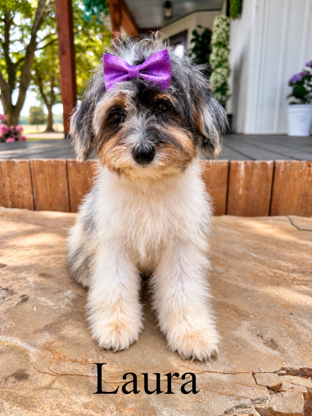 Mini F1B Goldendoodles