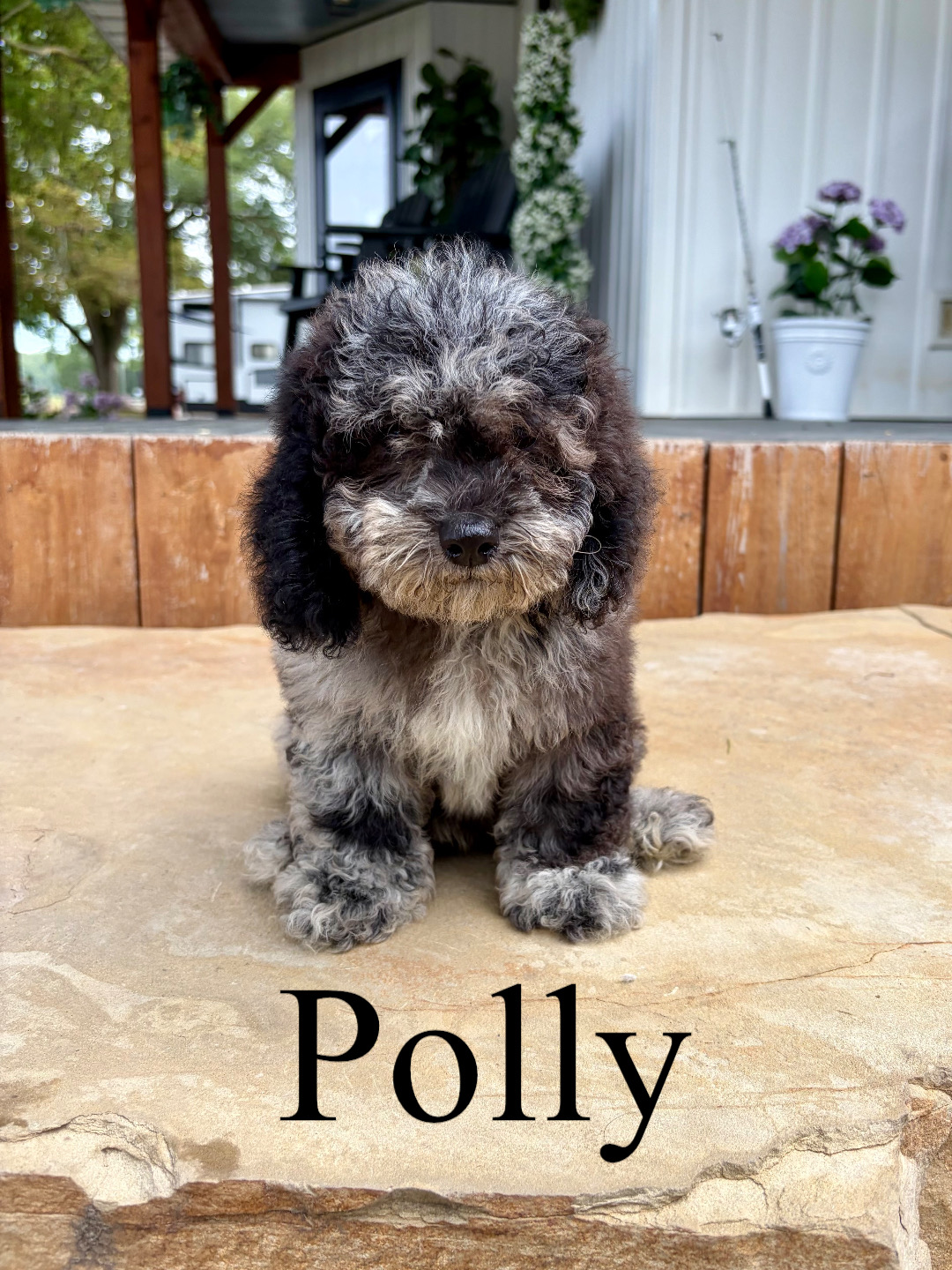 Micro Mini F1bb Goldendoodles (Poppi)