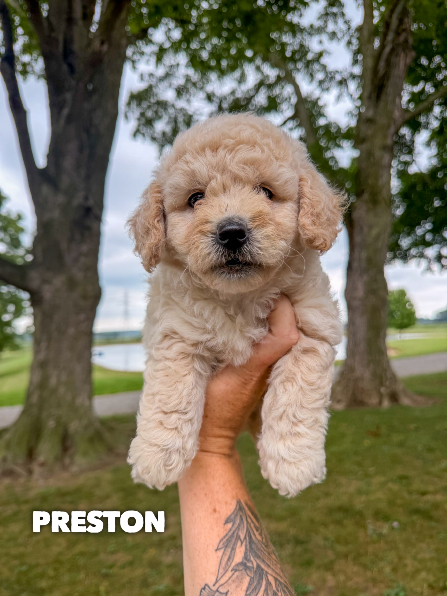 Mini F1B Goldendoodles (Posie)
