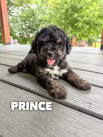 Mini Goldendoodles (Posie)