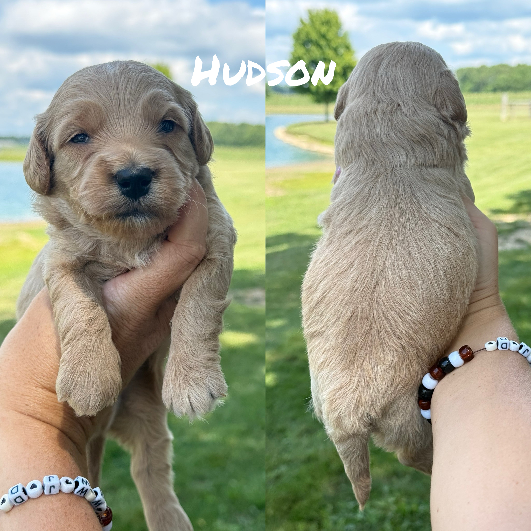 Mini Goldendoodles