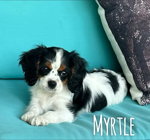 Myrtle