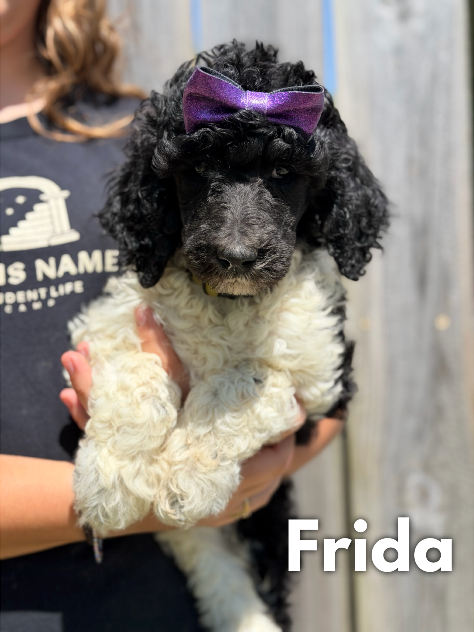 AKC Standard Poodles