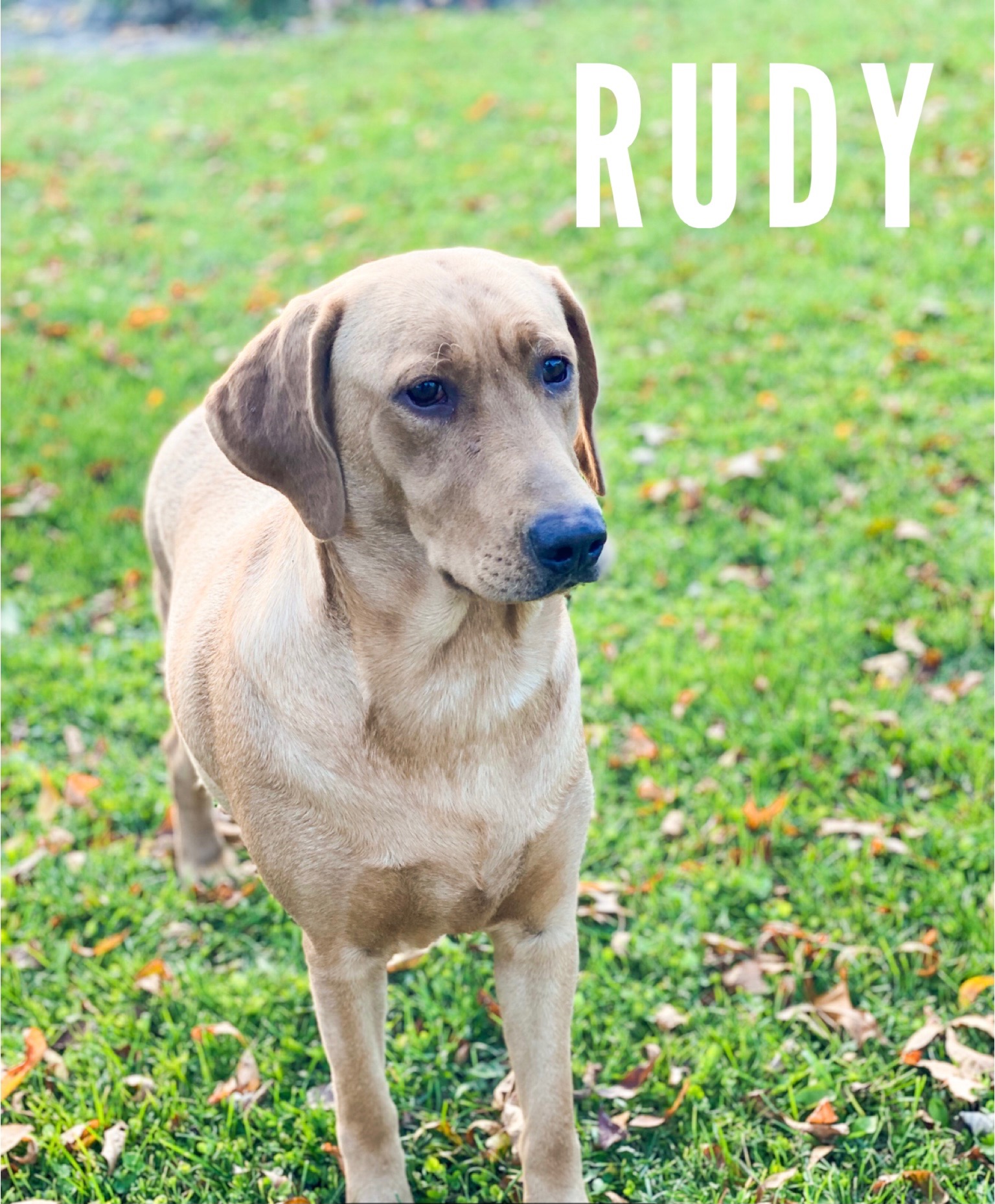 Rudy