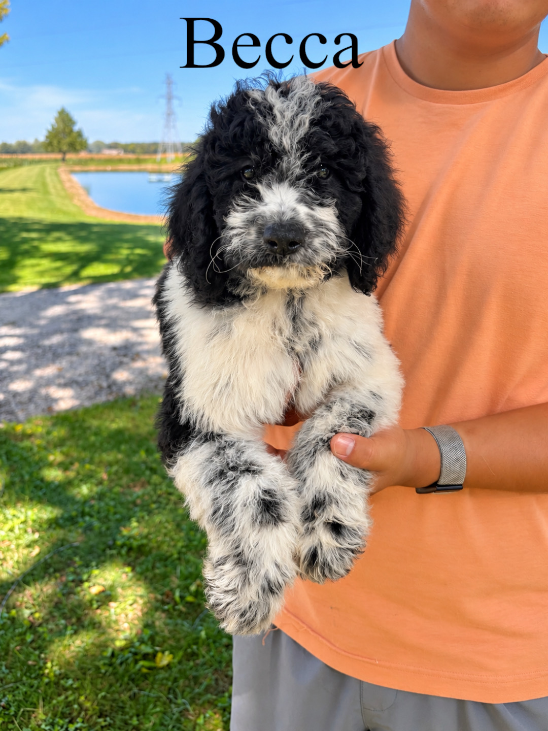 Saint Berdoodles — Blake
