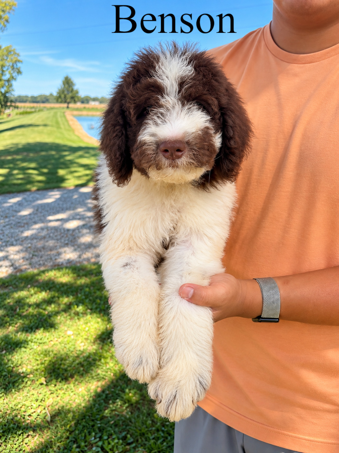 Saint Berdoodles — Blake