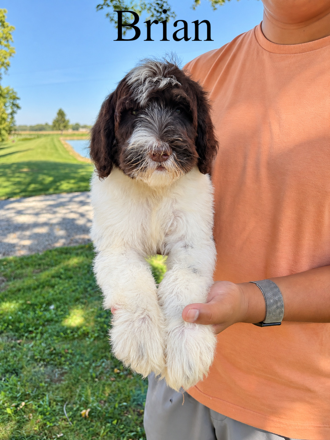 Saint Berdoodles — Blake
