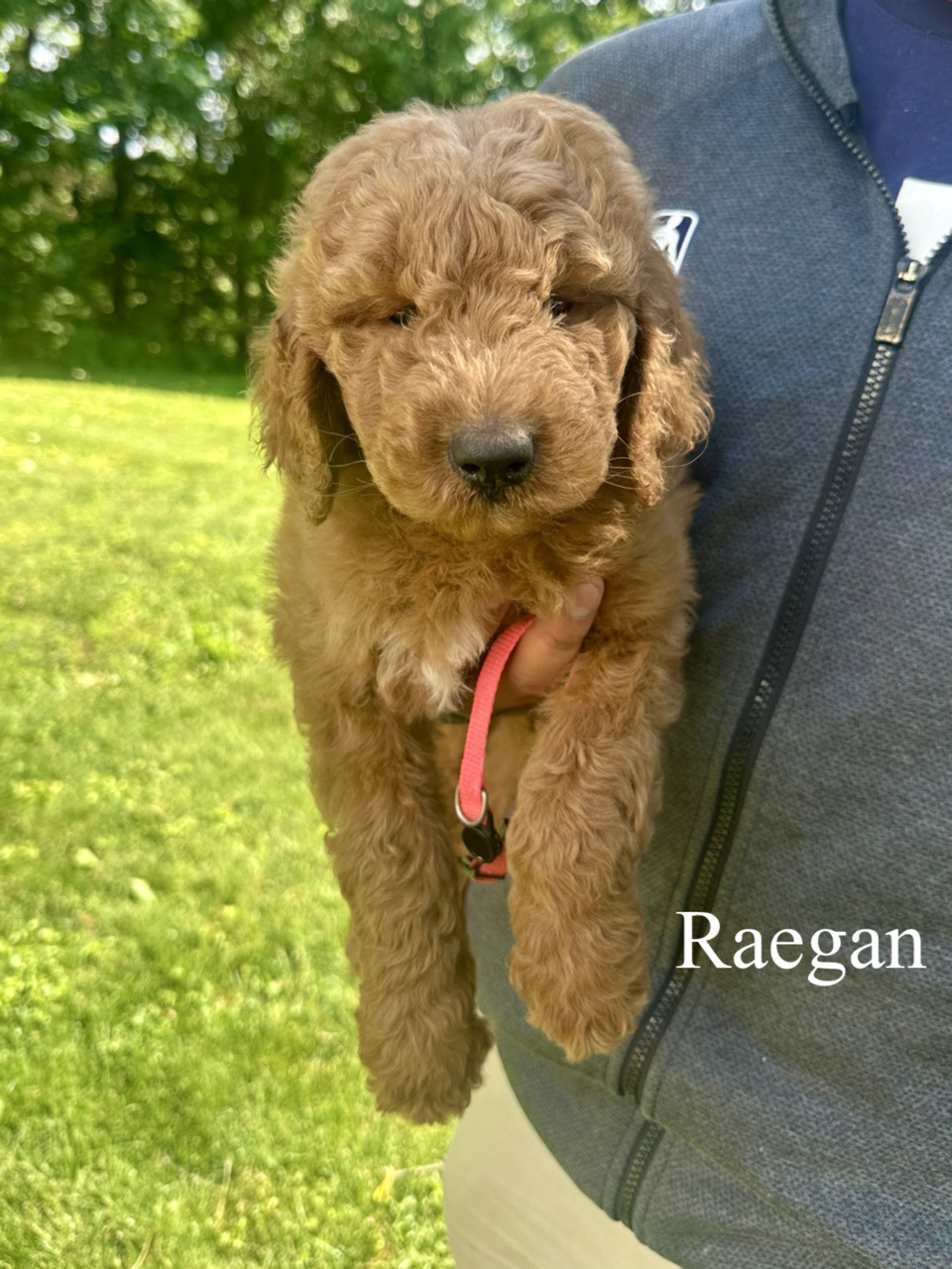 Standard F1B Goldendoodles (River)