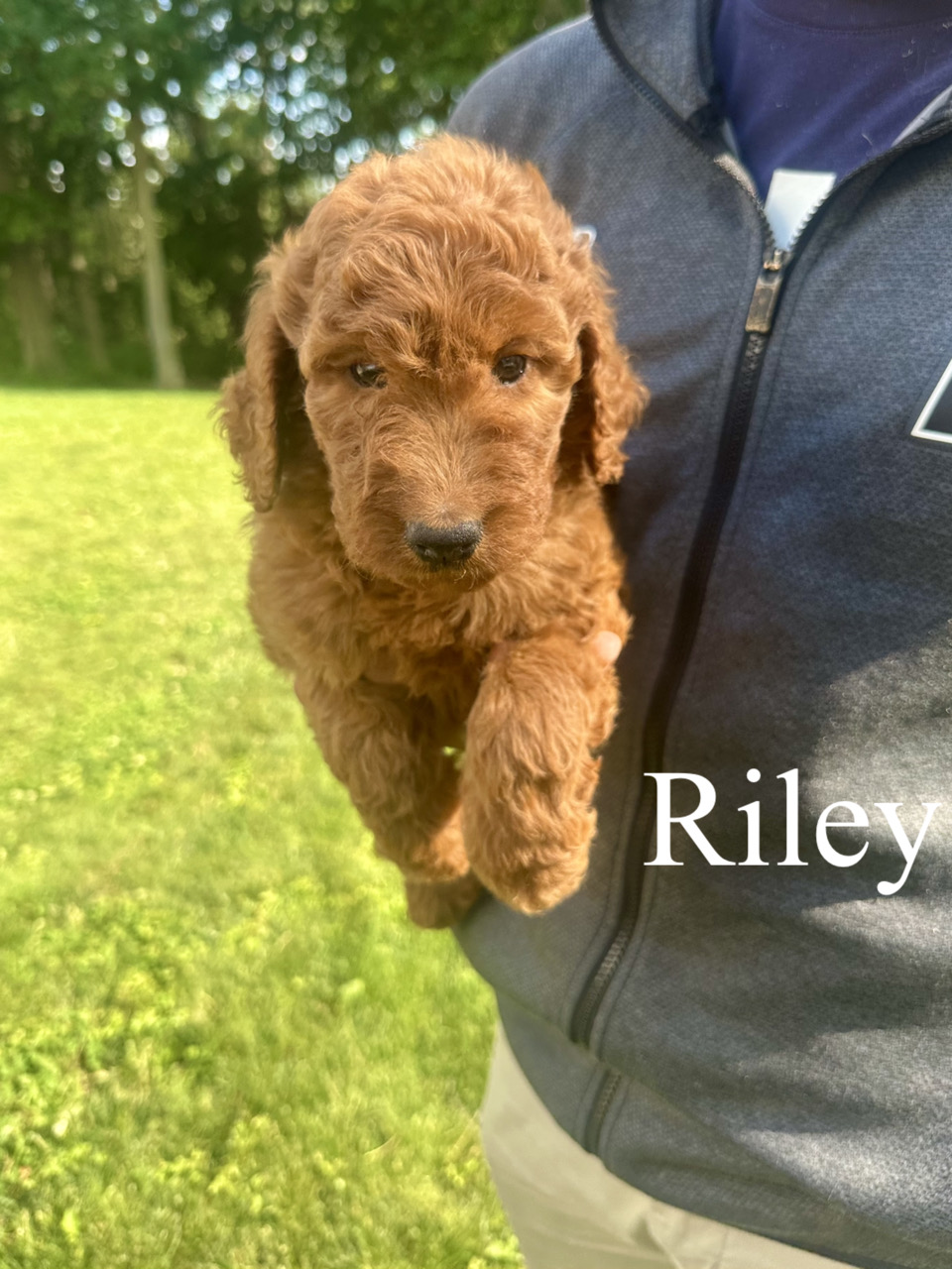 Standard F1B Goldendoodles (River)