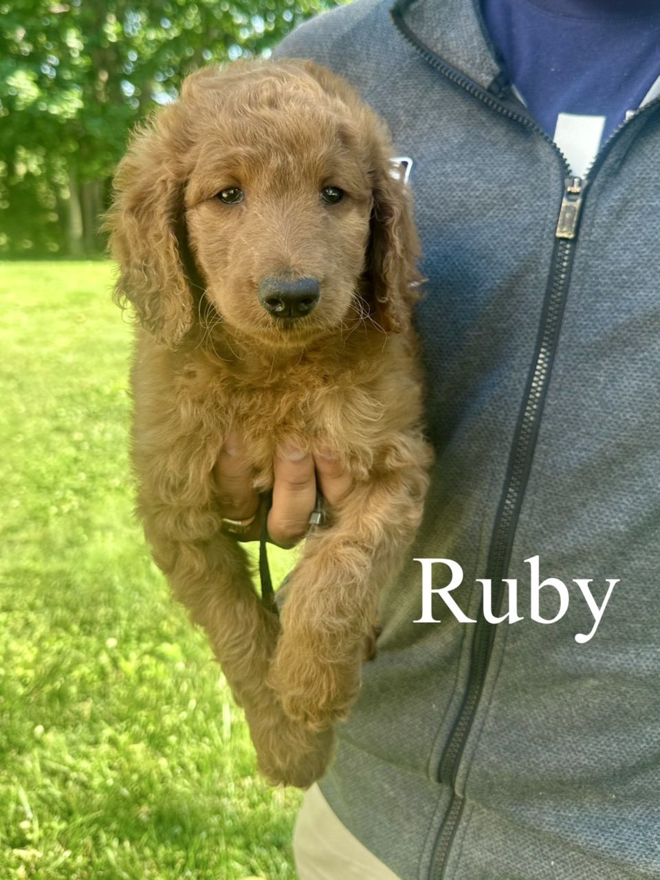 Standard F1B Goldendoodles (River)
