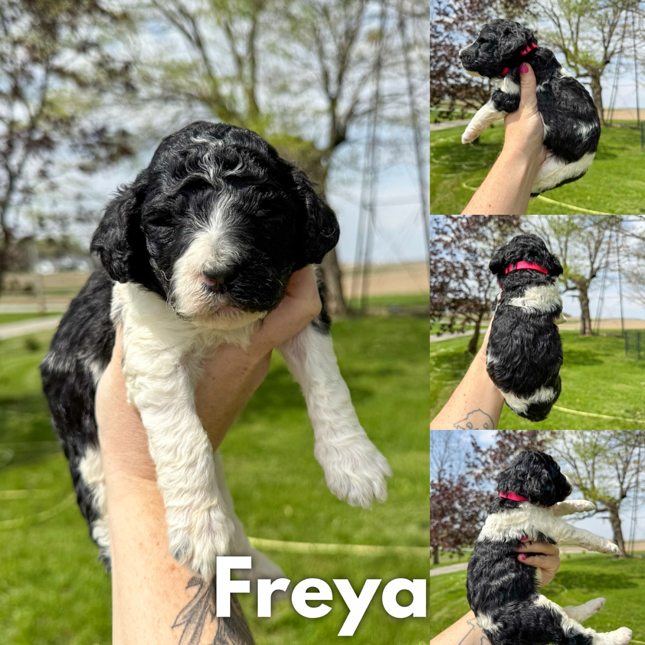 AKC Standard Poodles