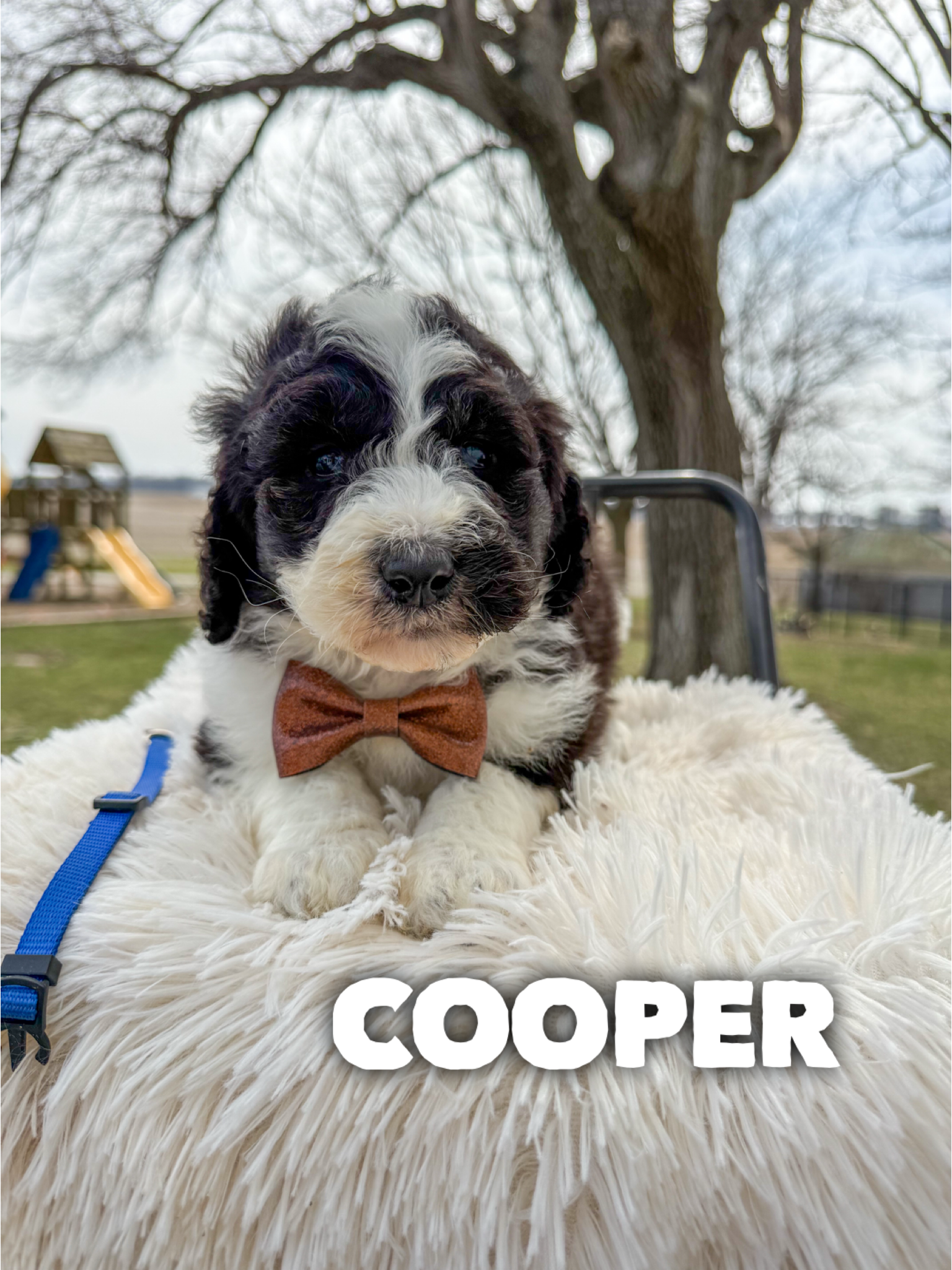 Cooper 1
