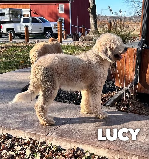 Lucy