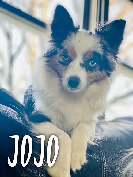 Jojo
