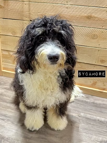 Sycamore