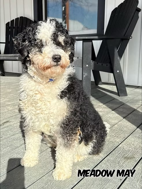 Medium F1B Bernedoodles