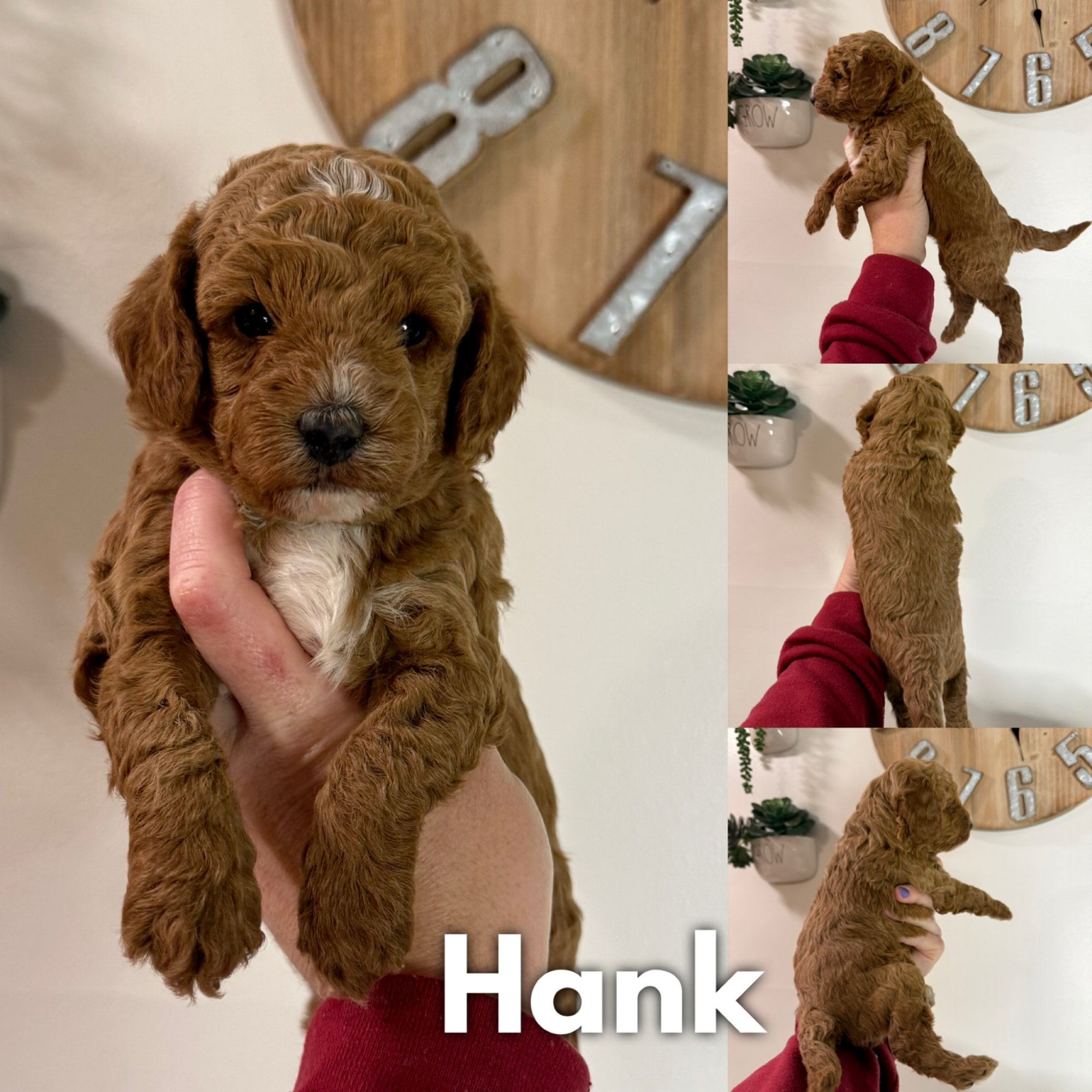 Hank 4