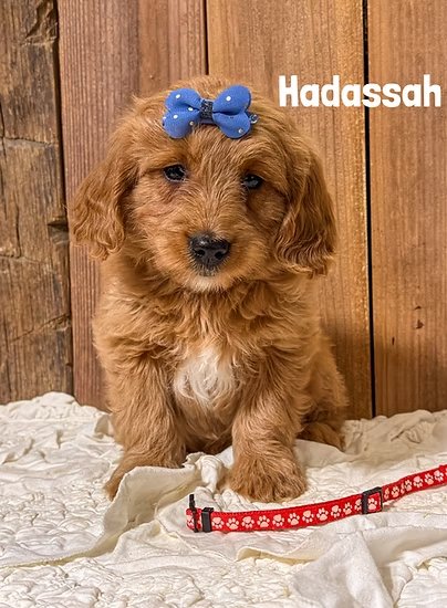 Hadassah 3