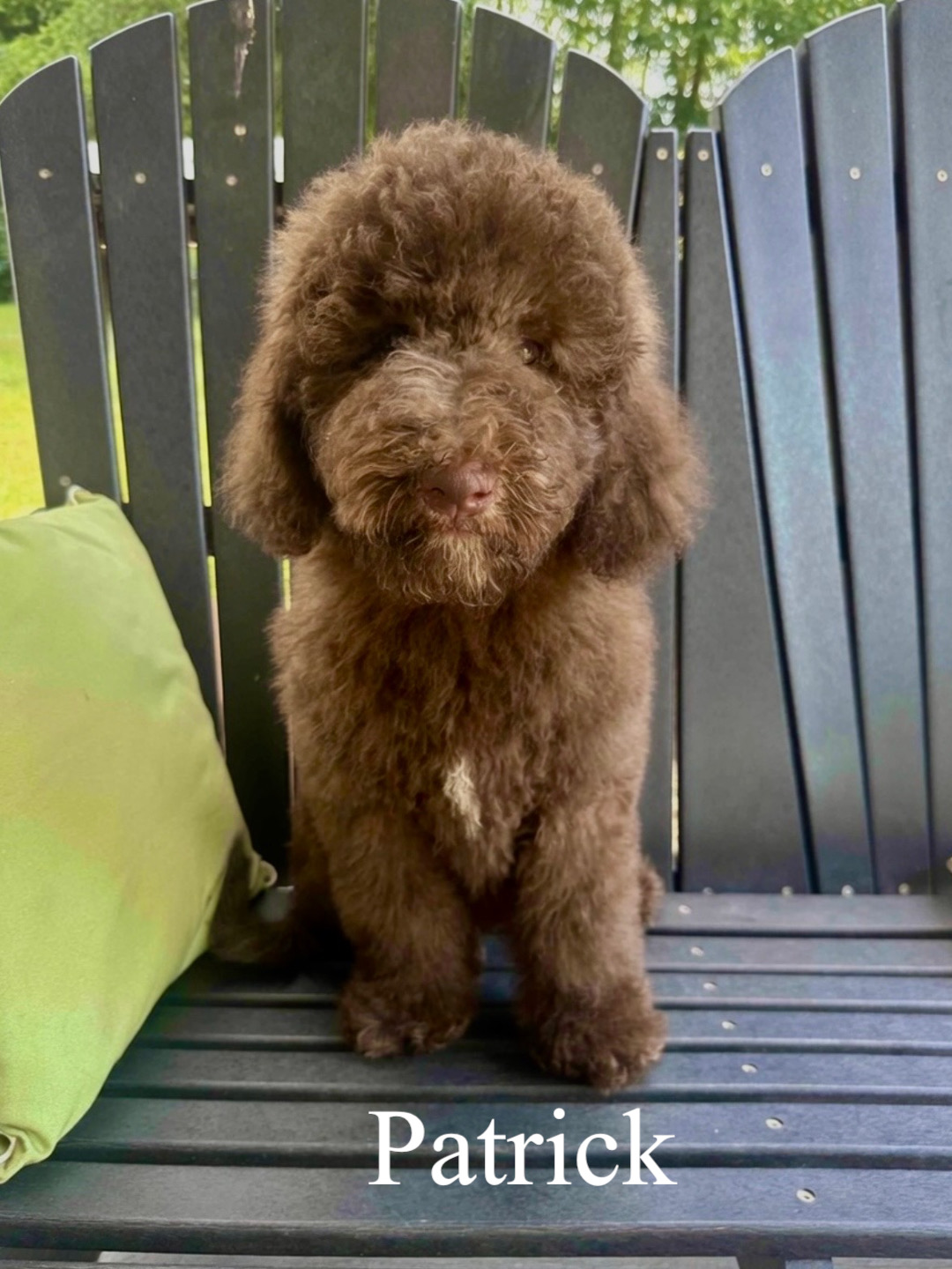 Mini F1bb Goldendoodles
