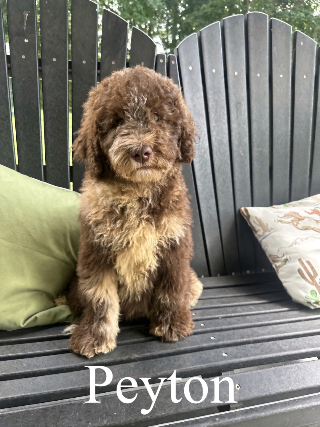 Mini F1bb Goldendoodles