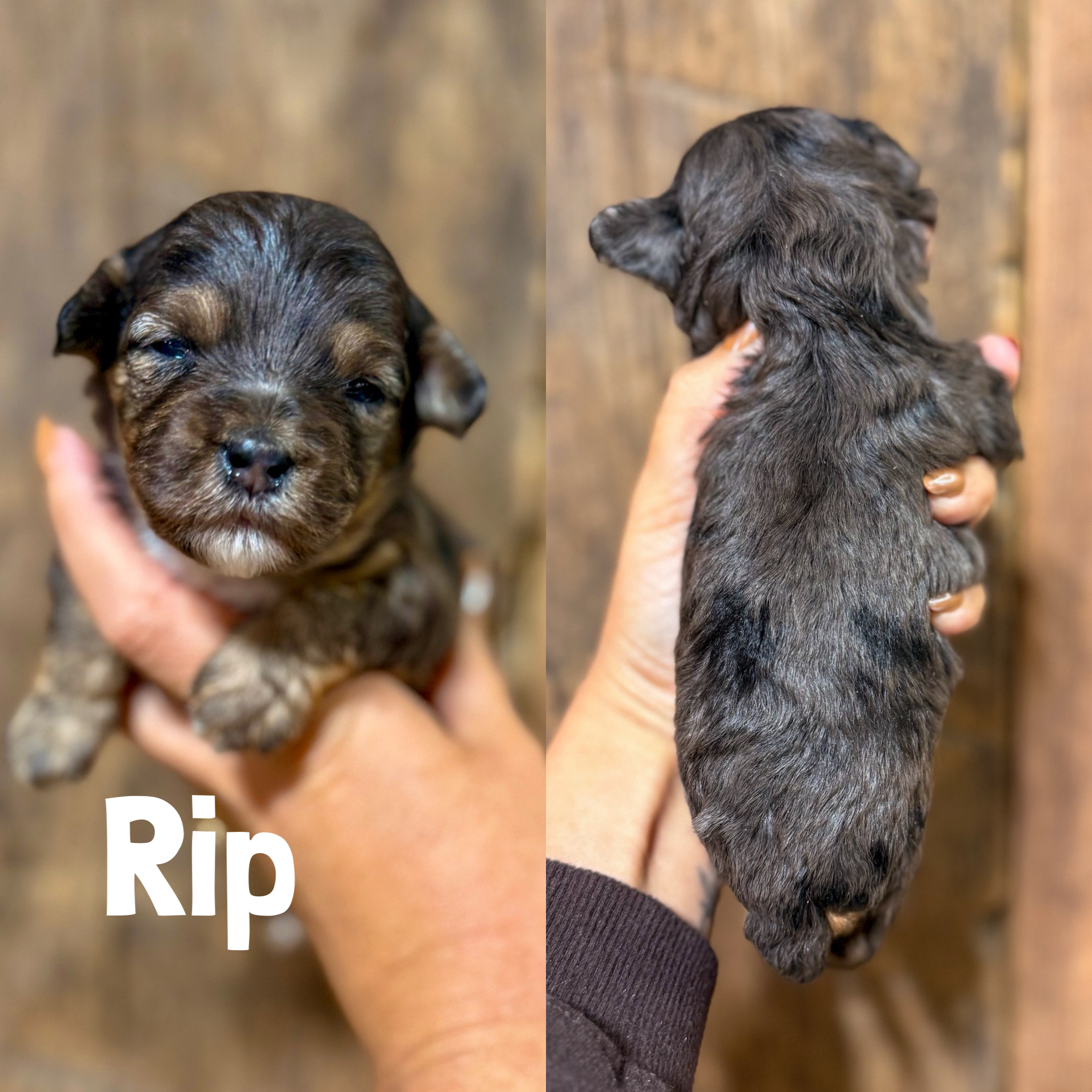 Micro Mini F1B cavapoos puppy