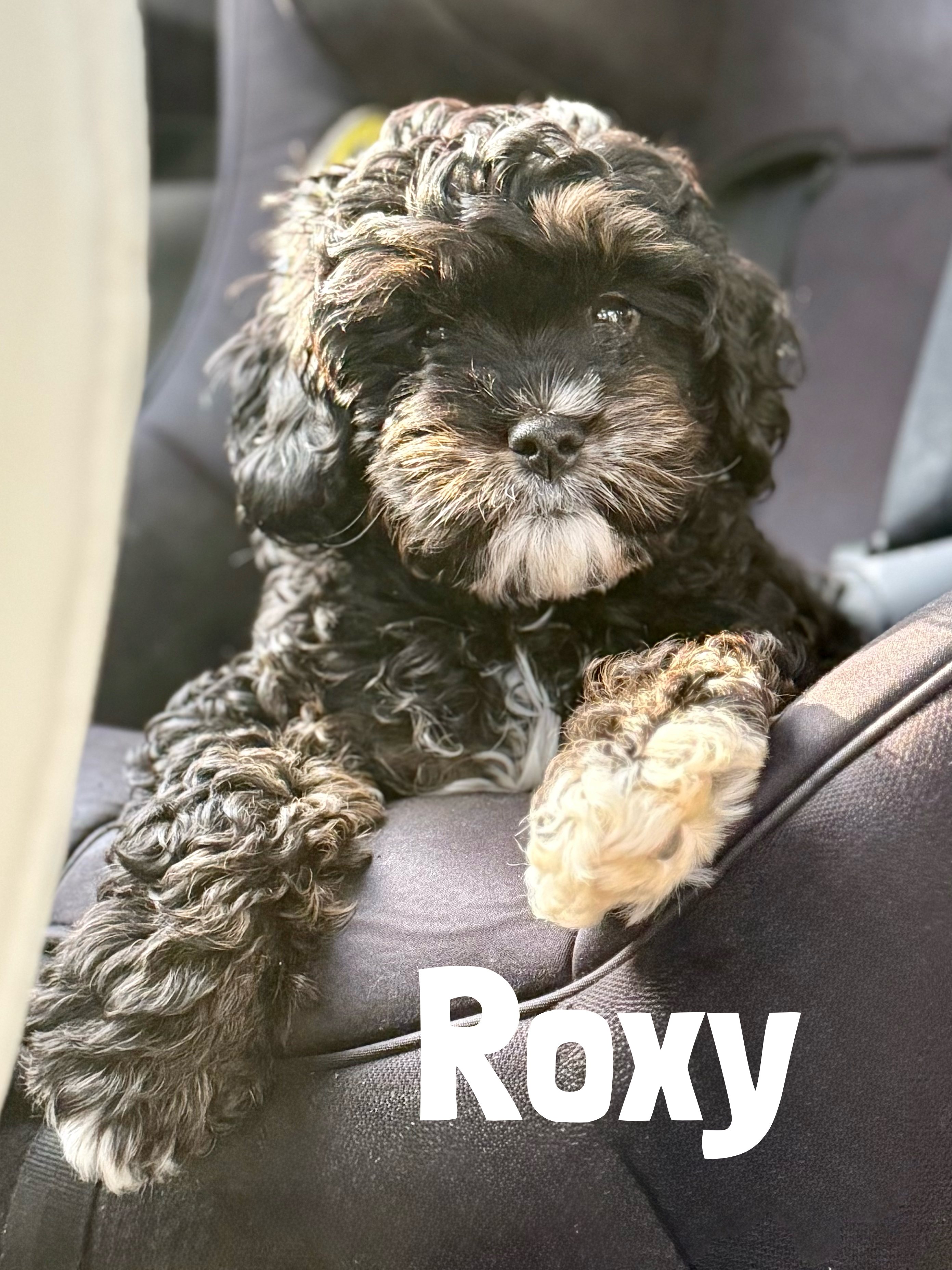 Micro Mini F1B cavapoos | Yarnelle Fur-Babies