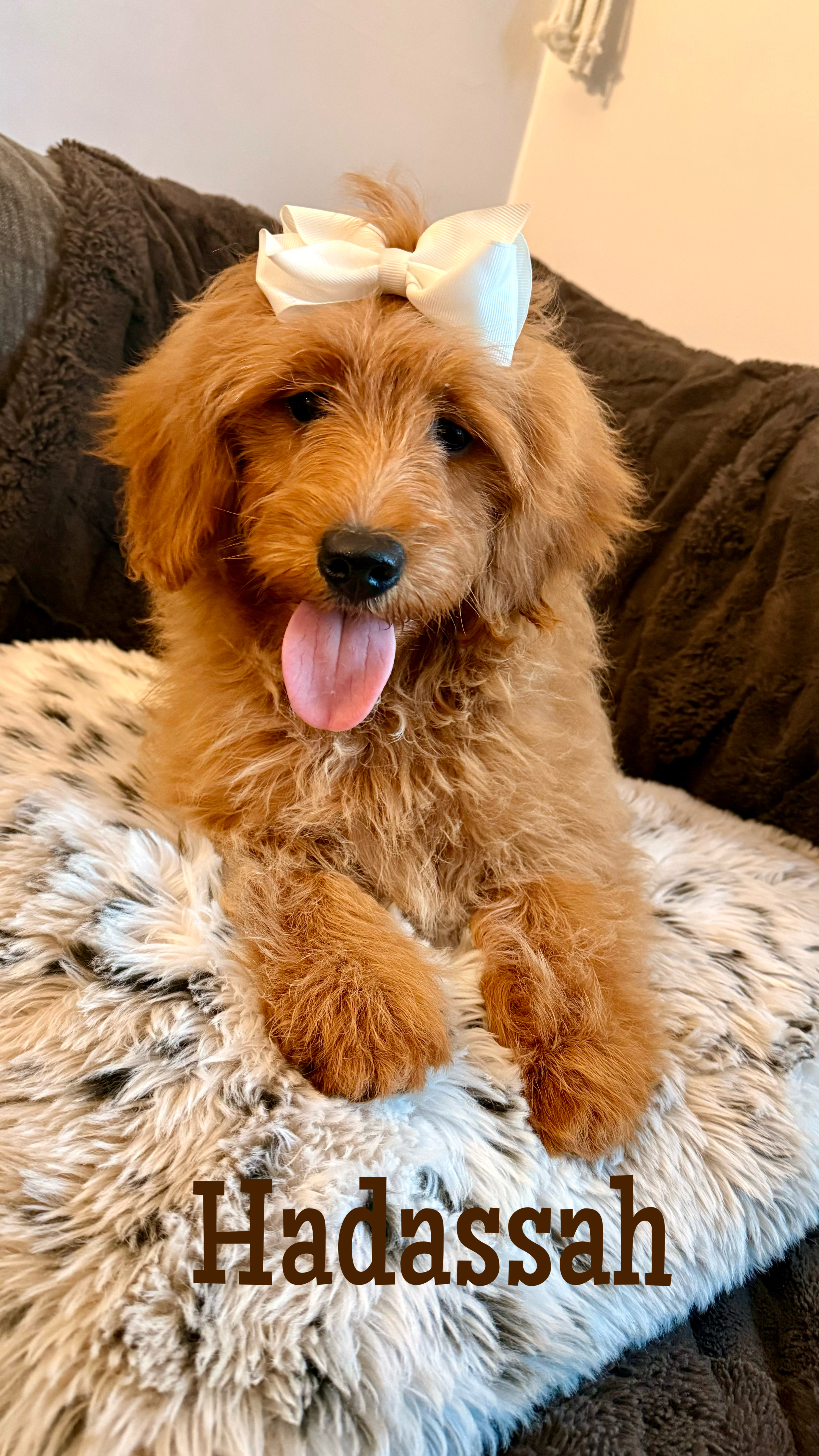 Micro Mini Goldendoodles