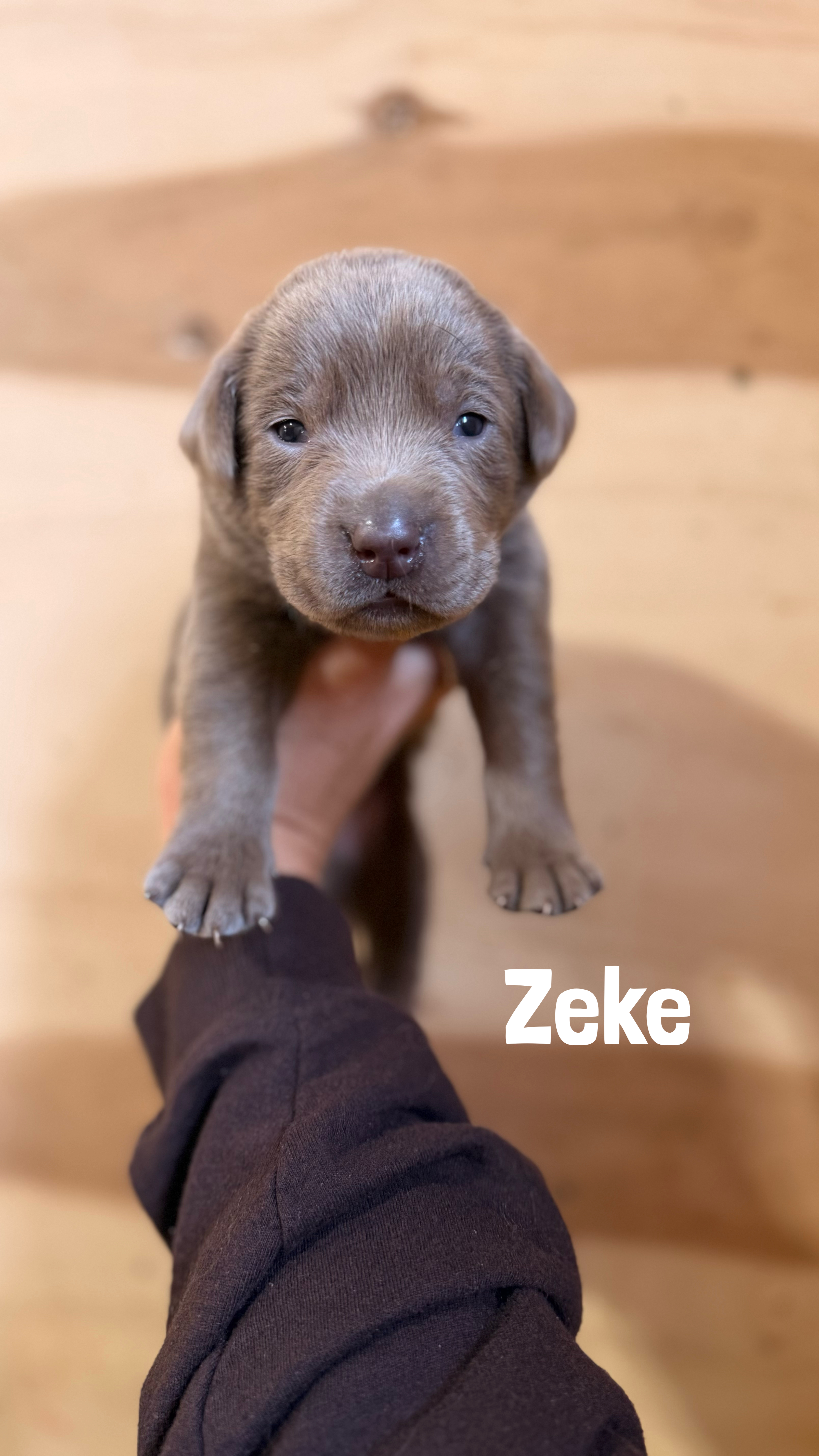 Zeke 1