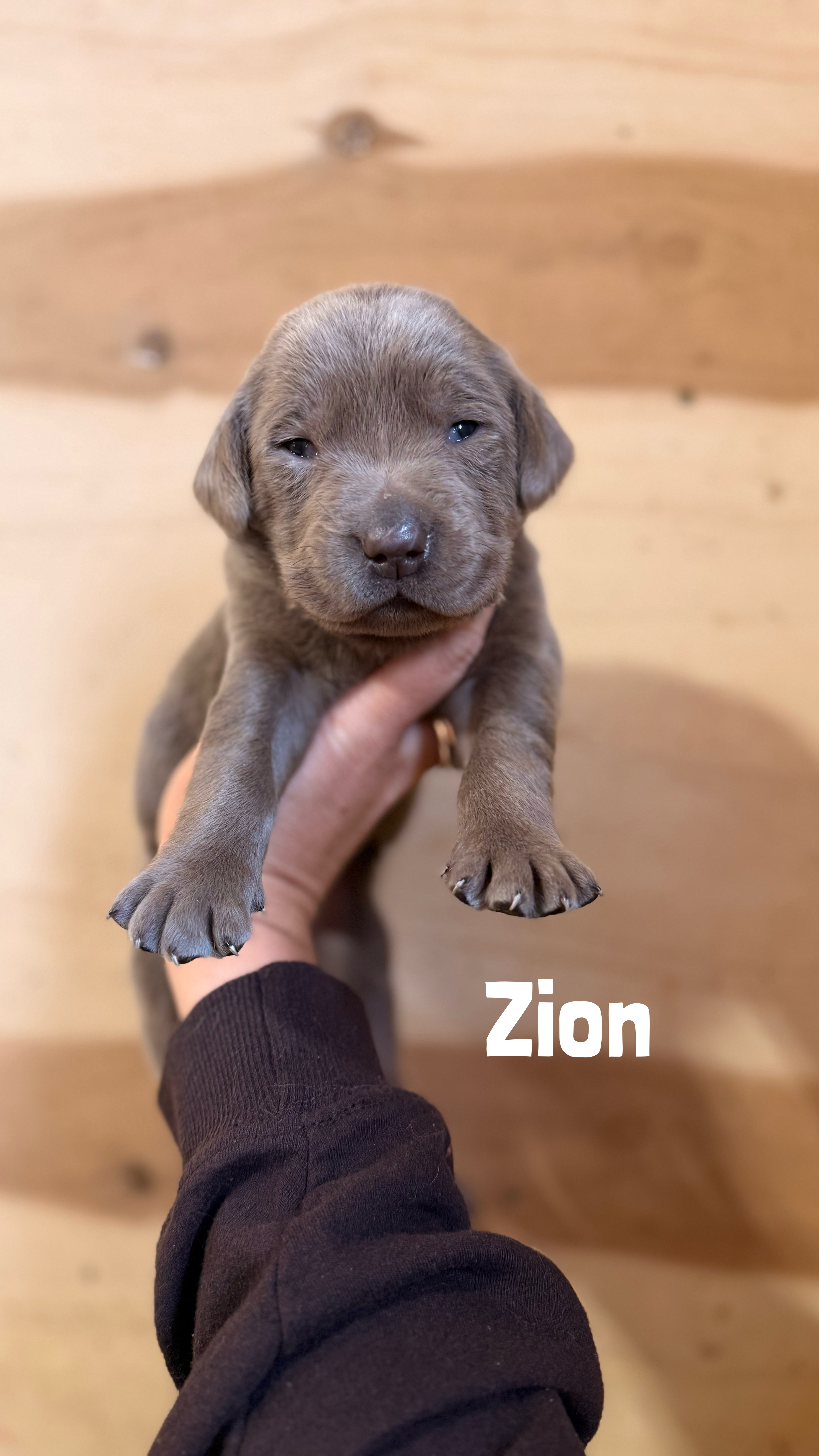 Zion 1