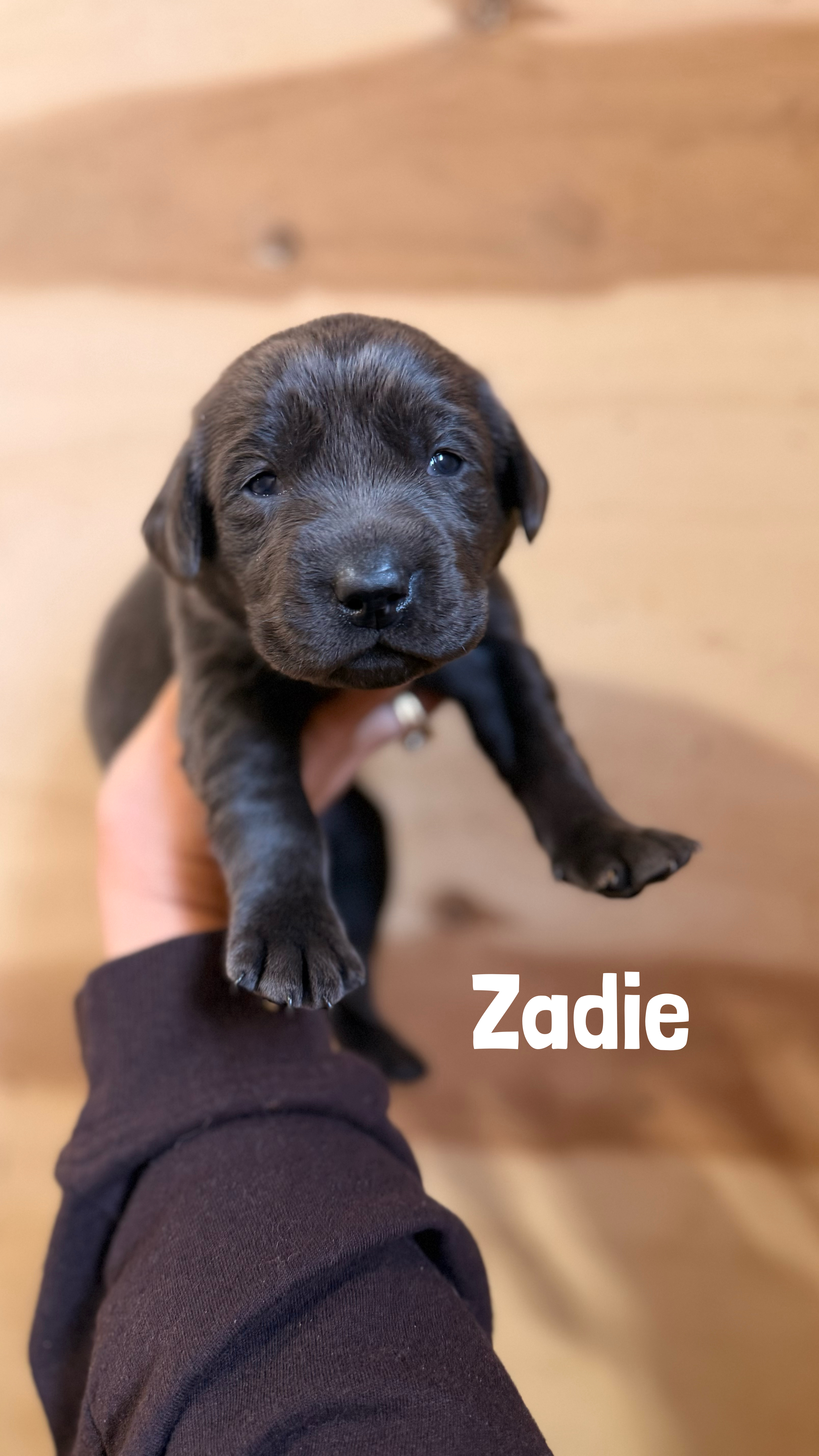 Zadie 1