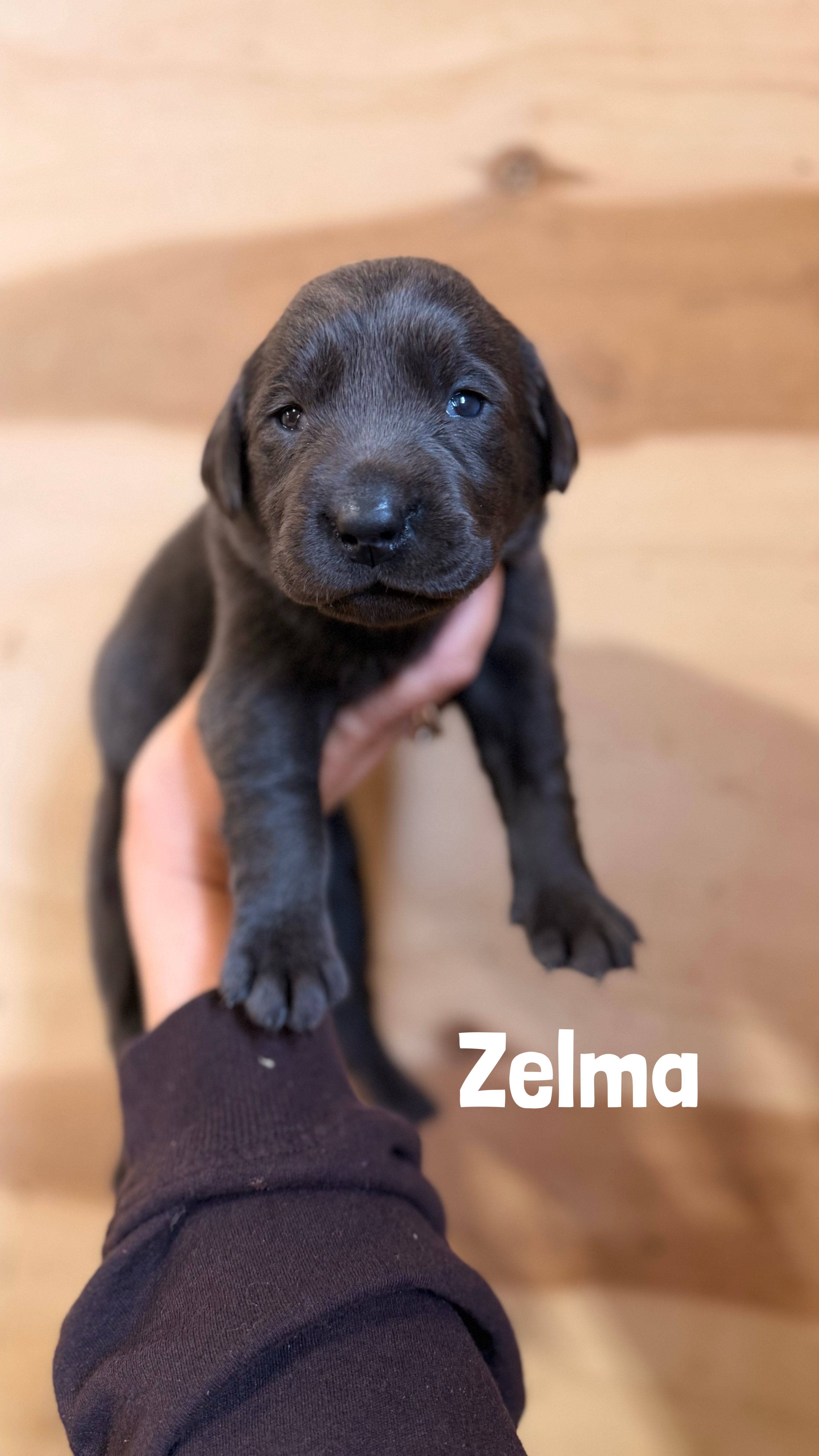 Zelma 1