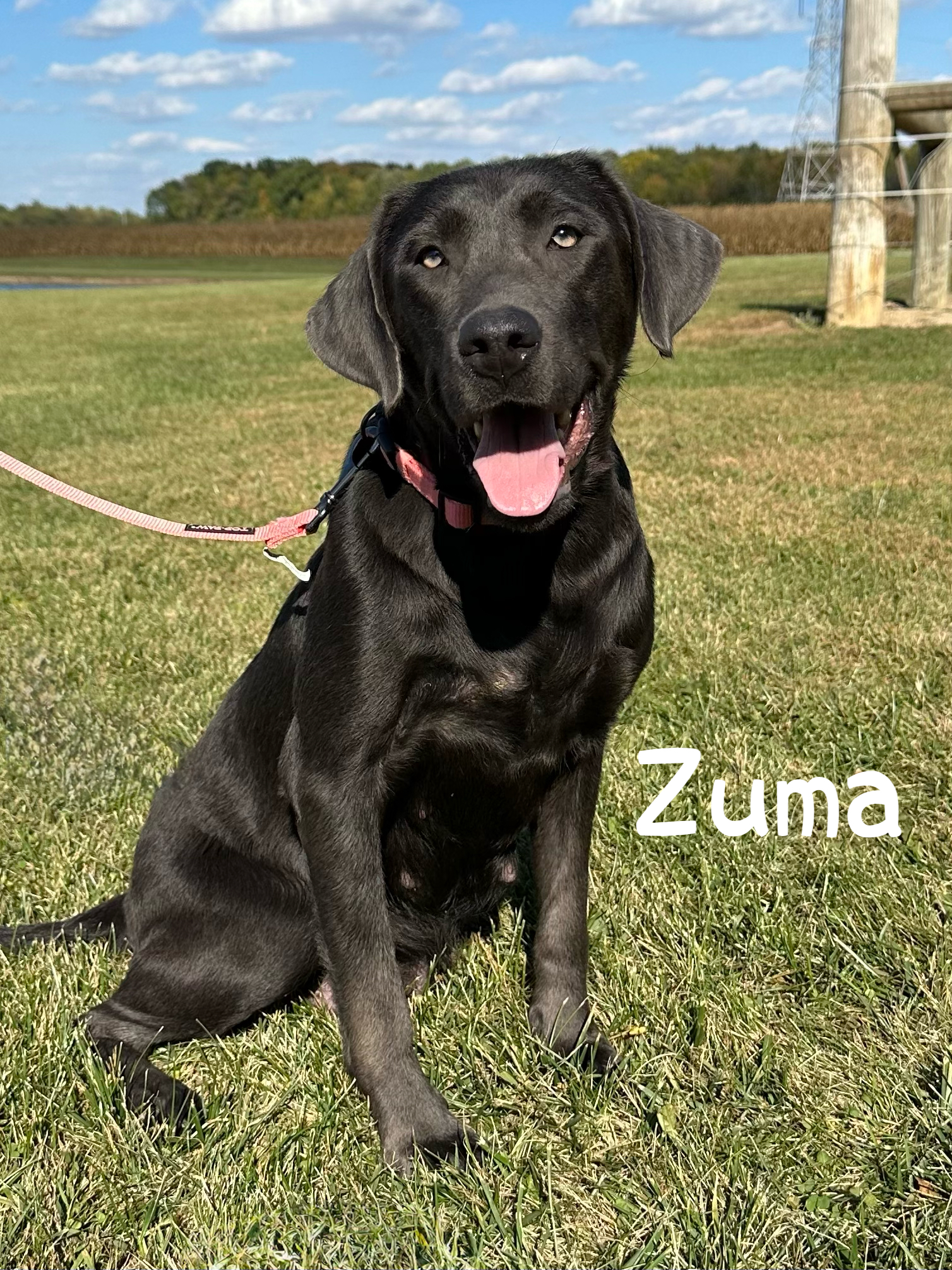 Zuma