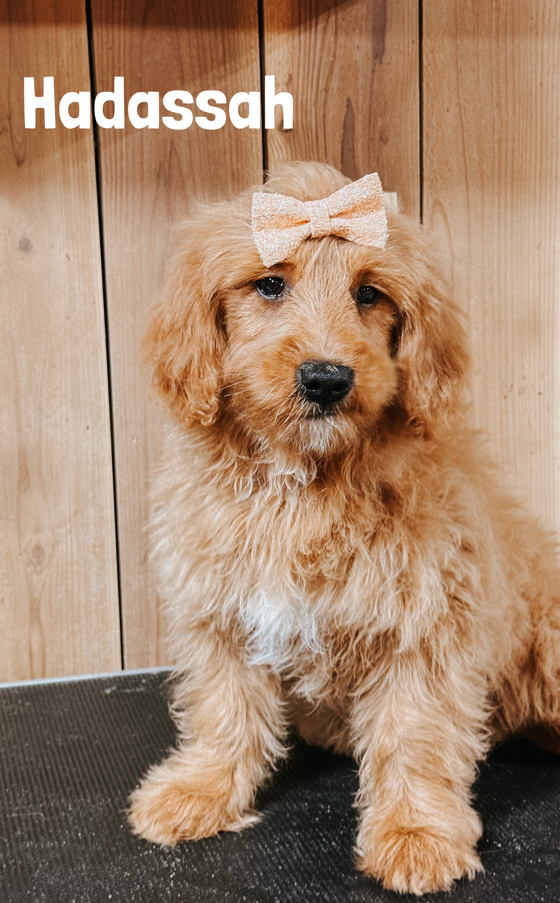 Micro Mini Goldendoodles