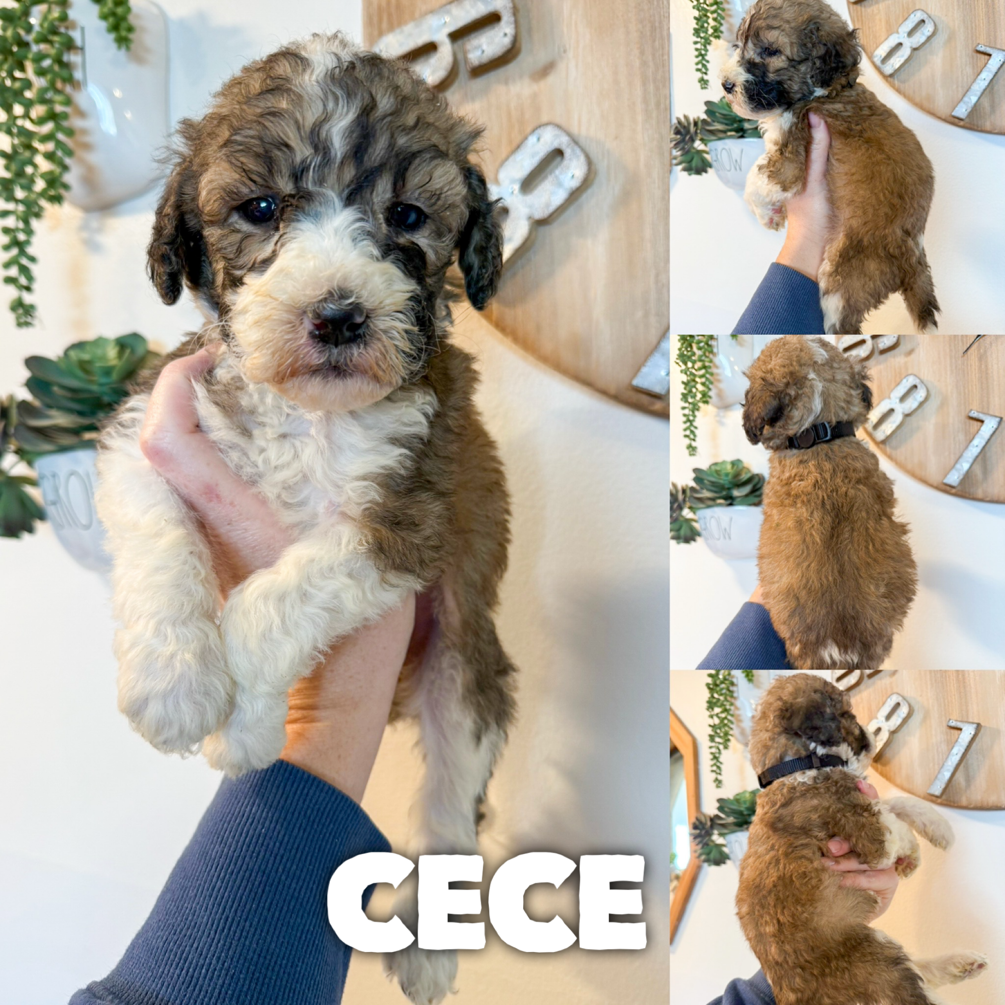 Cece 2