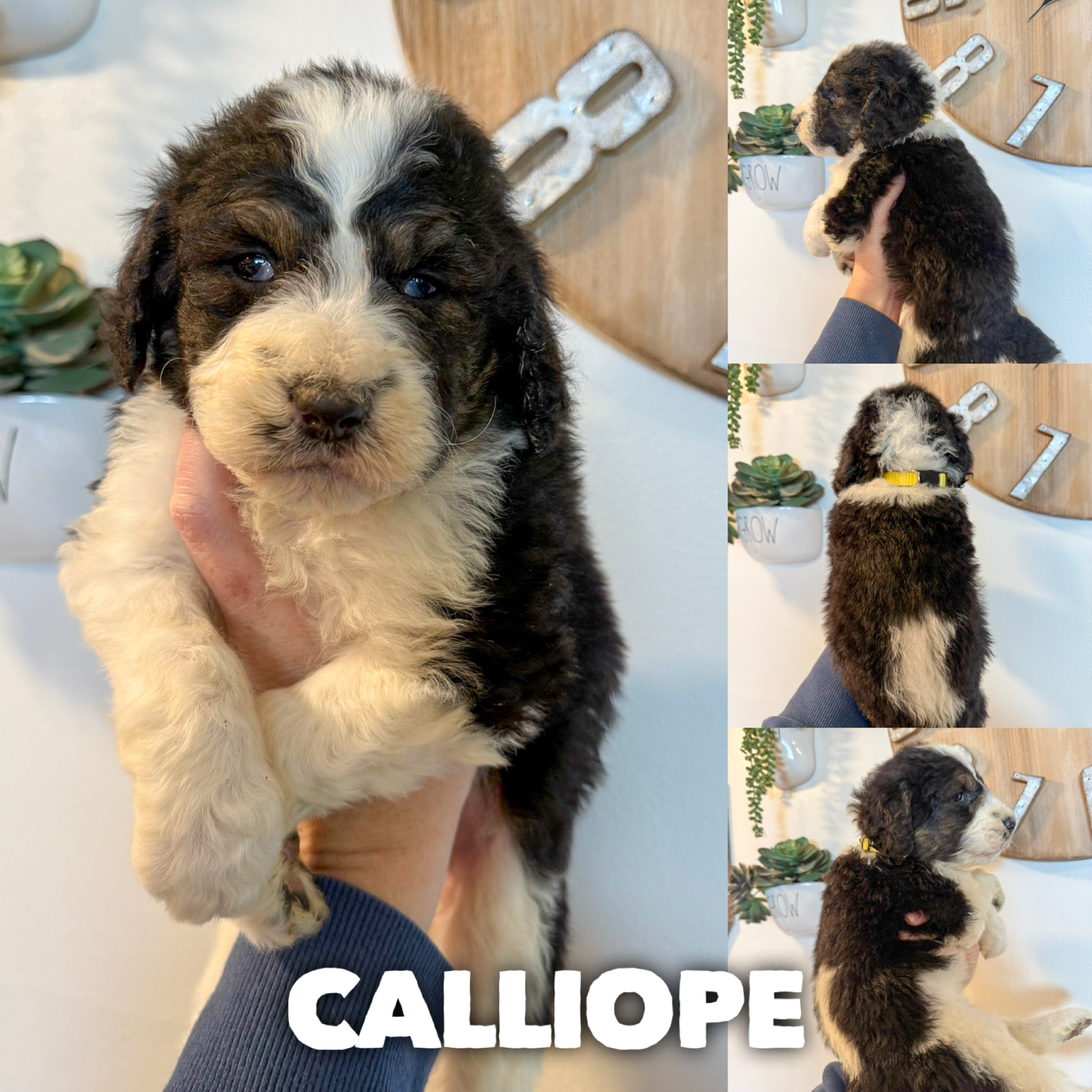 Calliope 2