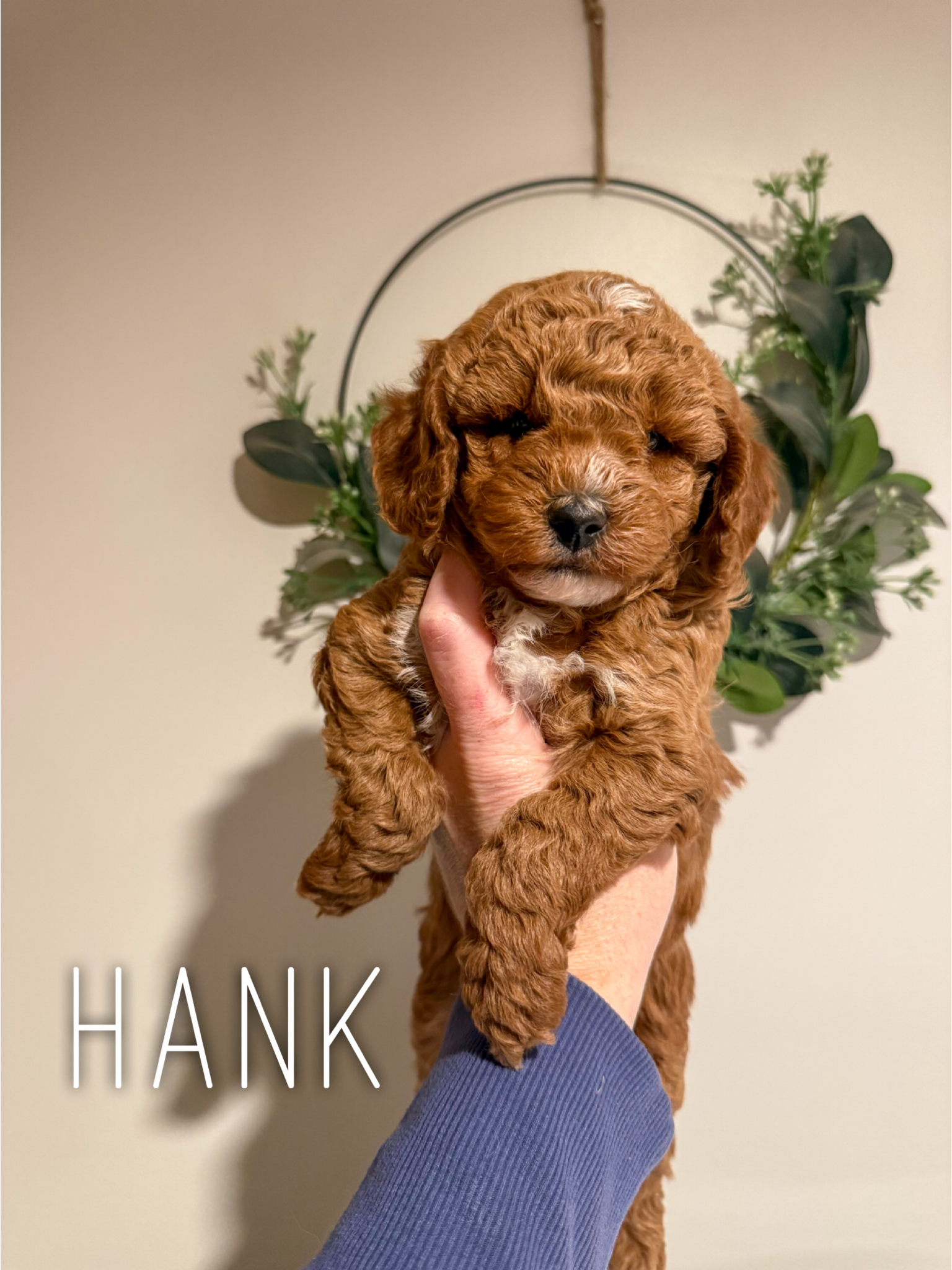 Hank 3