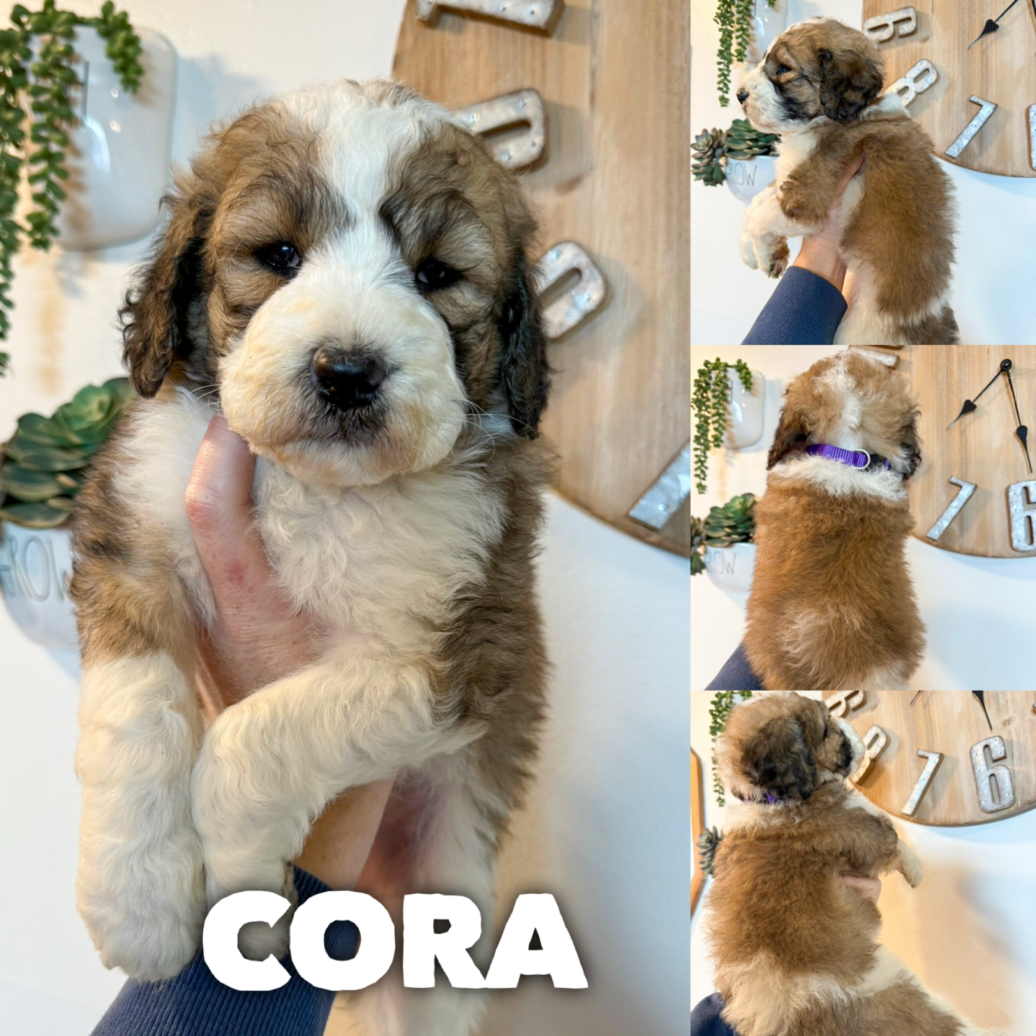 Cora 1