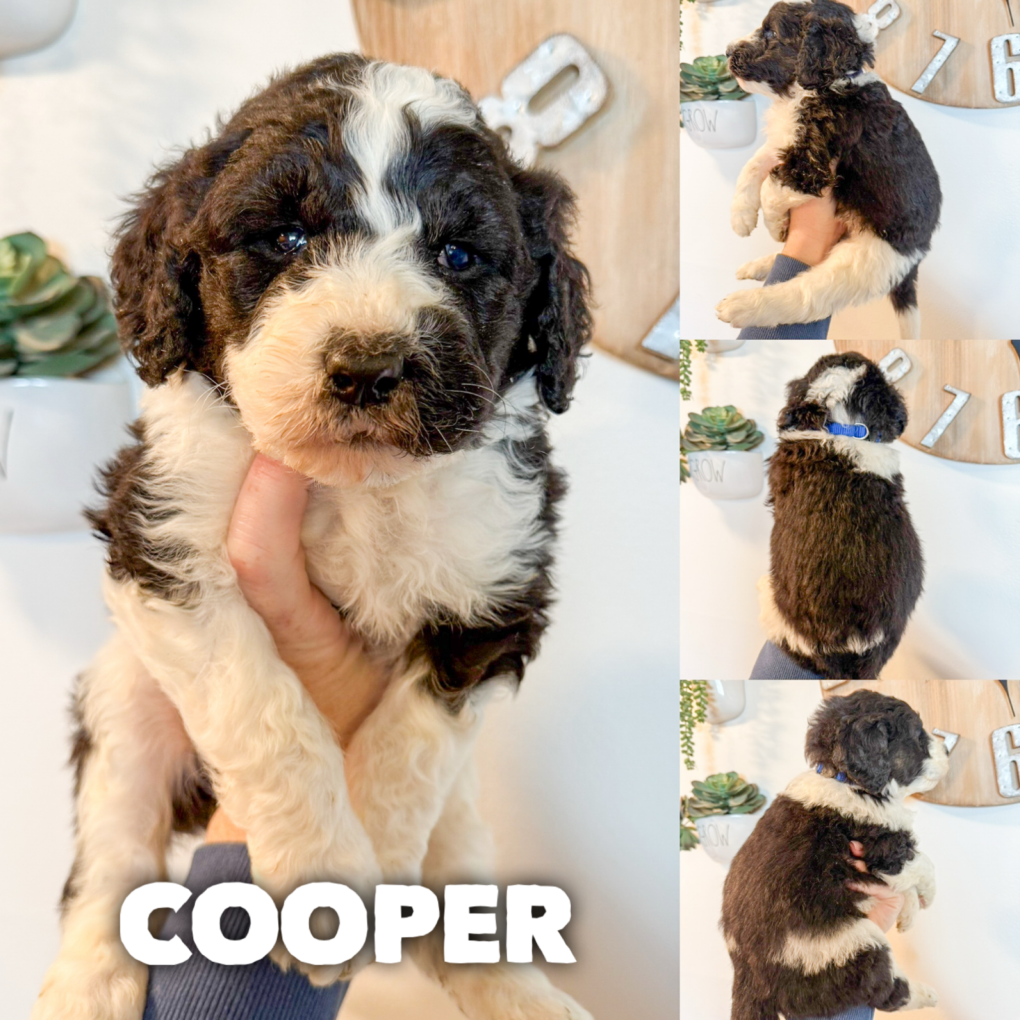 Cooper 2